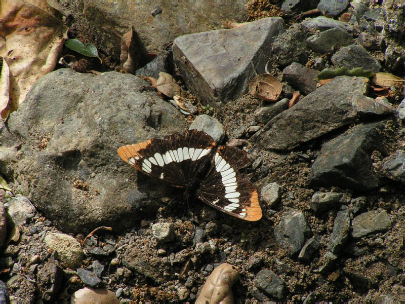 unidentified butterfly in Rustic Canyon creekbed
