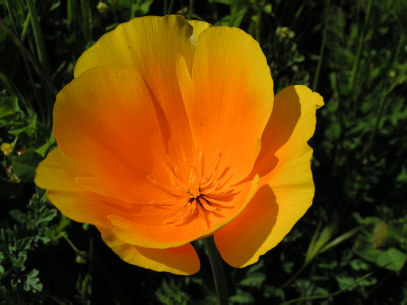 California poppy (Eschscholzia californica), Zuma Ridge