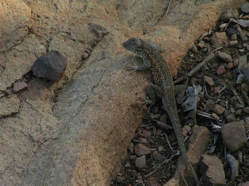 unidentified lizard, Big Sycamore Canyon