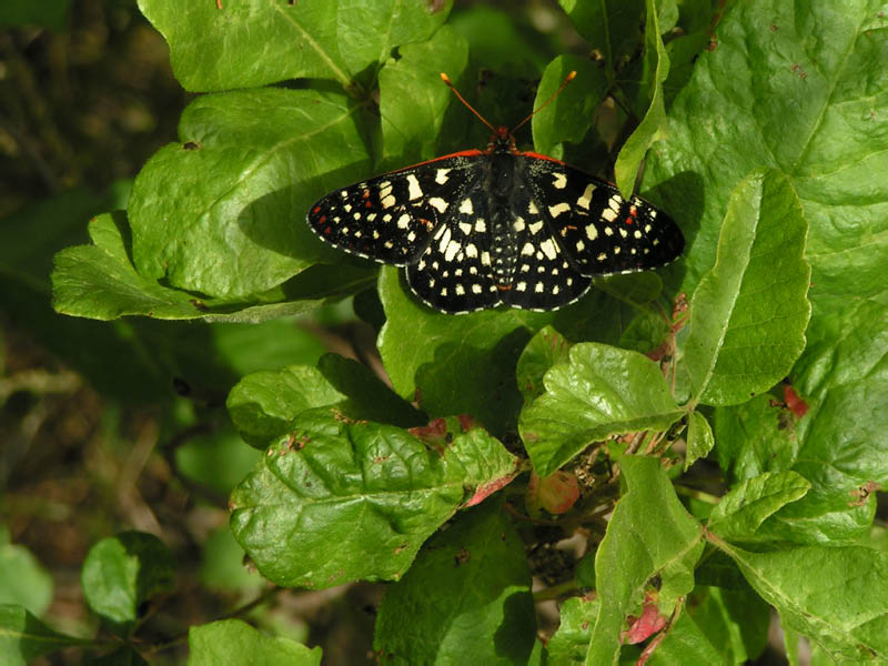 unidentified butterfly in Blue Gorge