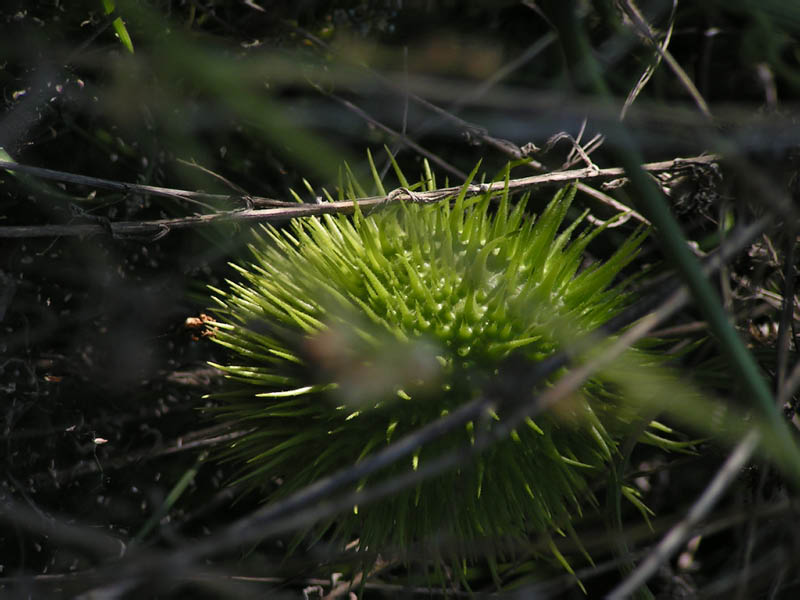 wild/spiny cucumber, man-root (Marah macrocarpus), Zuma Canyon