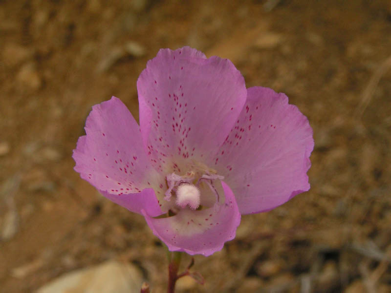 Farewell-to-spring (Clarkia bottae), upper Rustic Canyon
