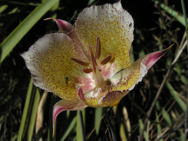 Plummer's mariposa lily (Calochortus plummerae), Leo Carillo SP