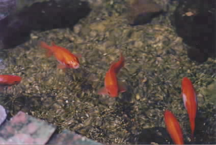 5 fish photo