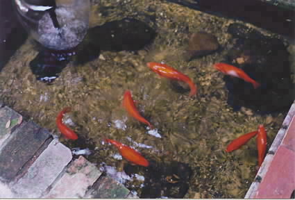 7 fish photo