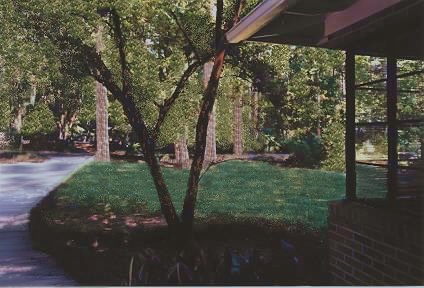 front yard touched up