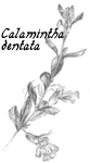 drawing: Calamintha dentata