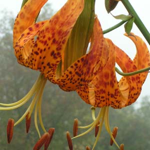 Humboldt lily