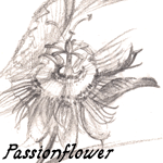 drawing: passionflower
