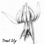 drawing:trout lily flower