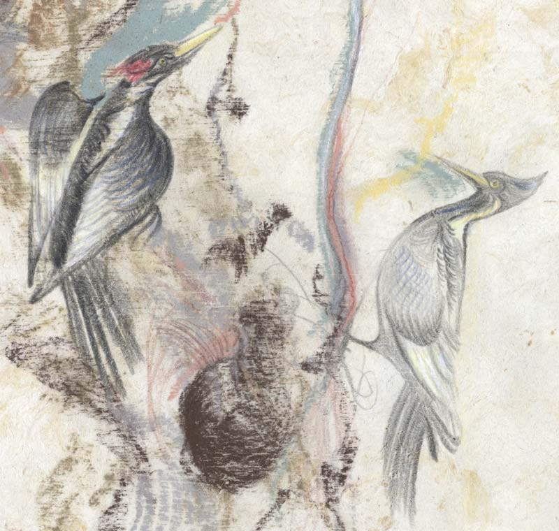 animal-6.jpg - ivory-billed woodpecker