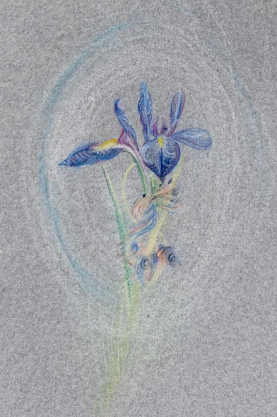 flowers-23.jpg - Oval iris 2