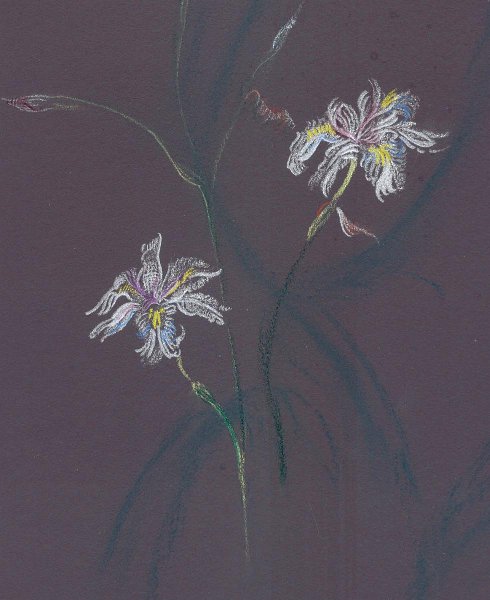 flowers-32.jpg - fringed iris