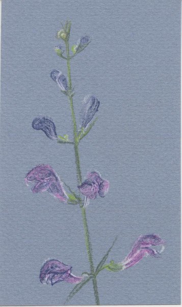 flowers-33.jpg - Scuttelaria floridana (skullcap)