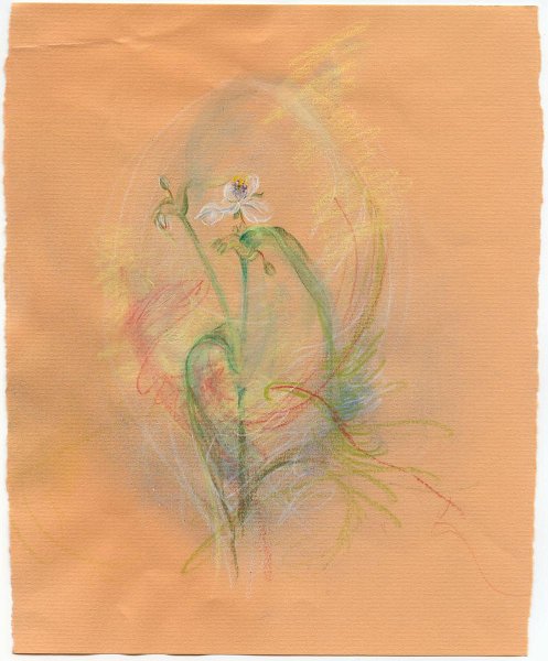 flowers-42.jpg - white spiderwort