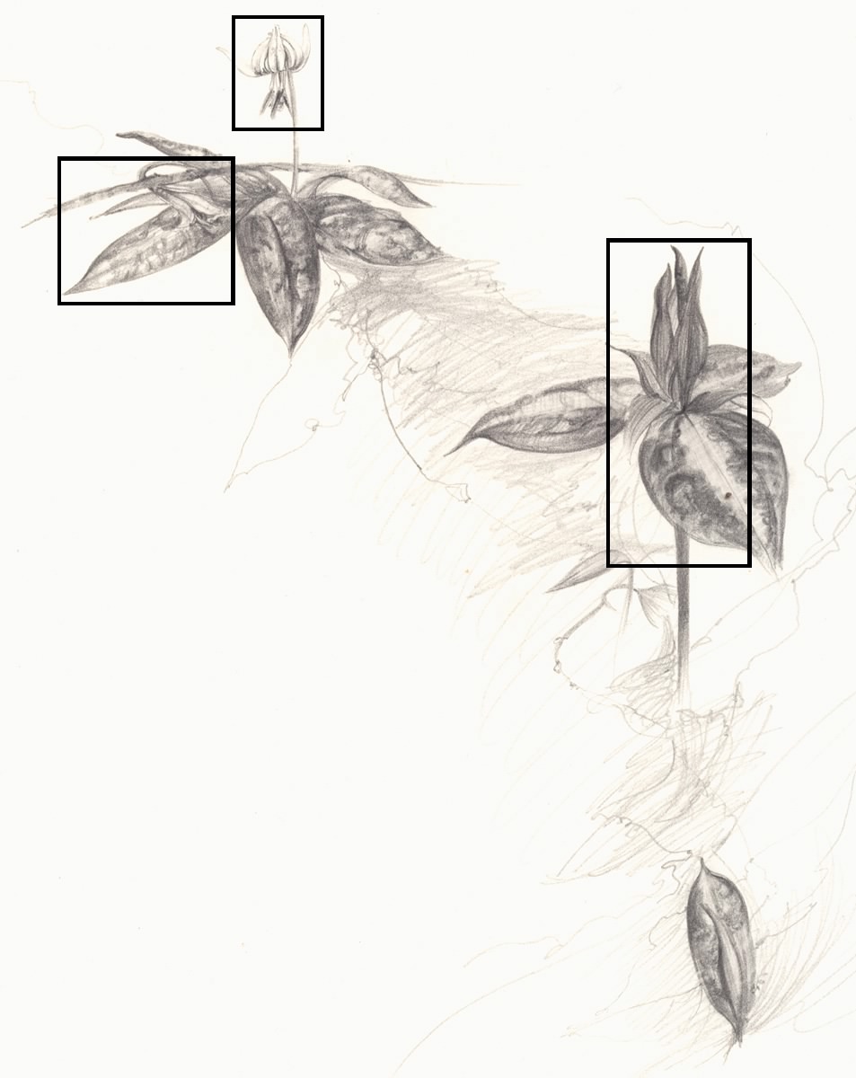 trillium and trout lily drawing showing locations of details