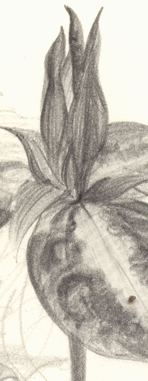 trillium flower and leaf
