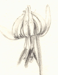 trout lily flower detail
