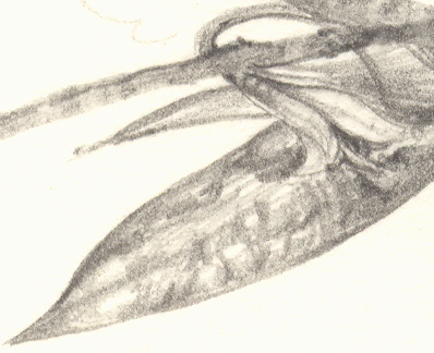 wilted trout lily