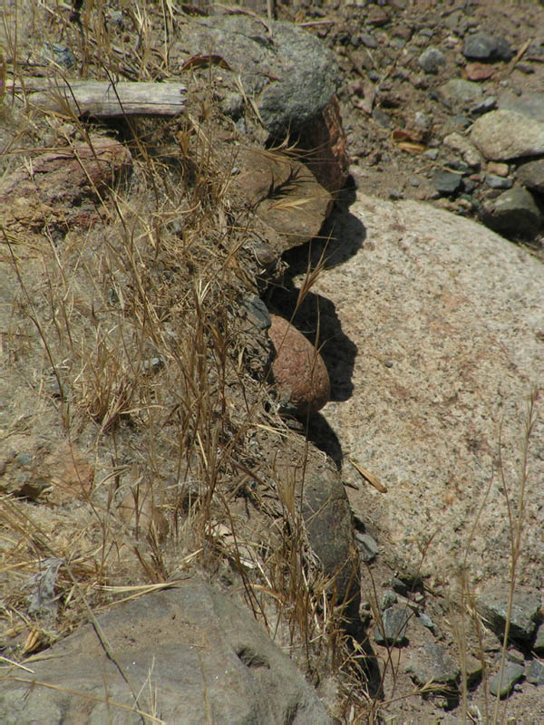 pseudo-snake ;-) Rustic Canyon creekbed