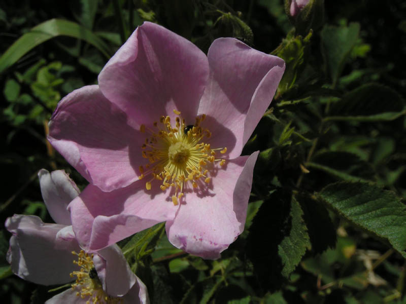 wild rose (Rosa californica), Big Sycamore Canyon