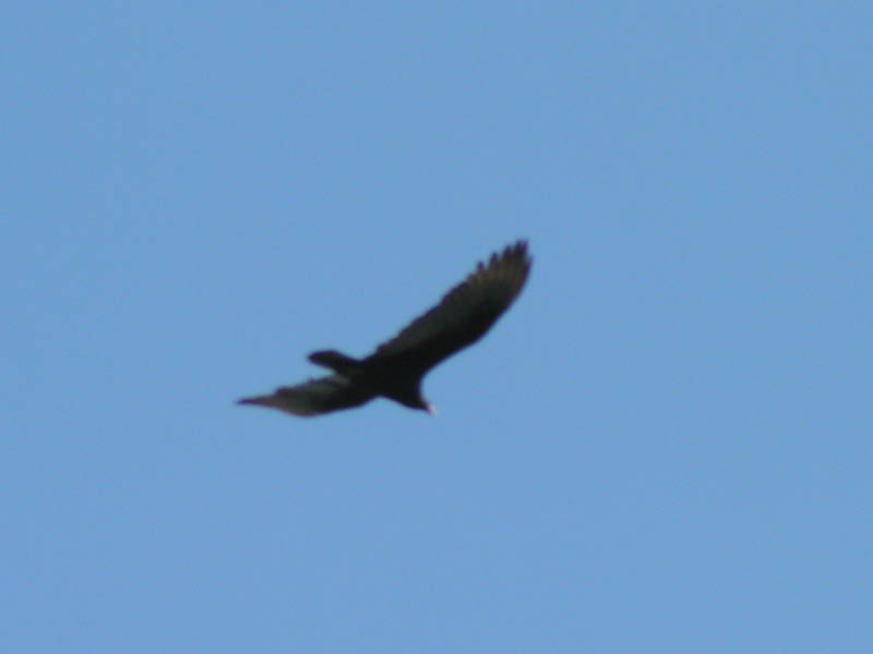 unidentified bird above Red Rock Canyon