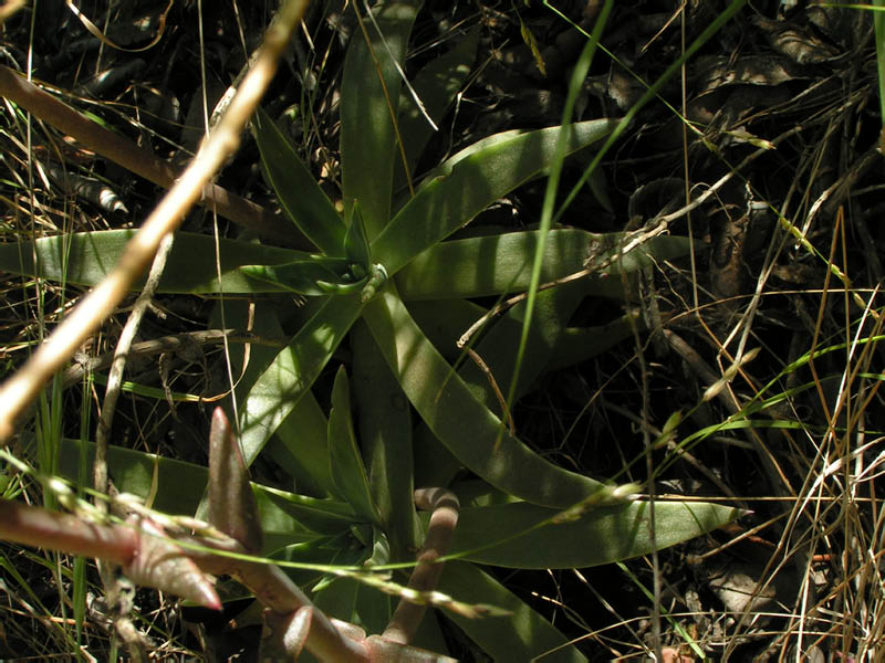 lance-leaf live-forever (Dudleya lanceolata), showing base