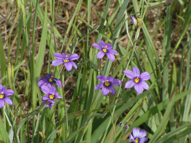 blue-eyes grass (Sisyrinchium bellum), Arroyo Sequit Park