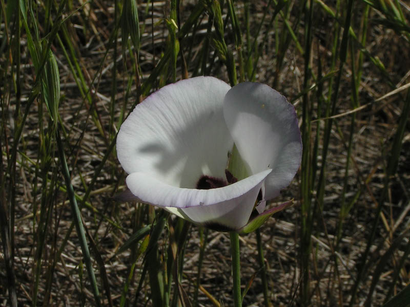 Catalina mariposa lily (Calochortus catalinae), La Jolla Valley