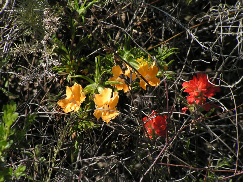 flower medley in La Jolla Valley