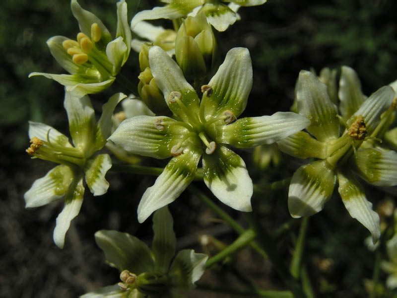 star lily (Zygadenus fremontii), Arroyo Sequit Park
