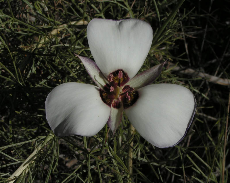 Catalina mariposa lily (Calochortus catalinae), La Jolla Valley