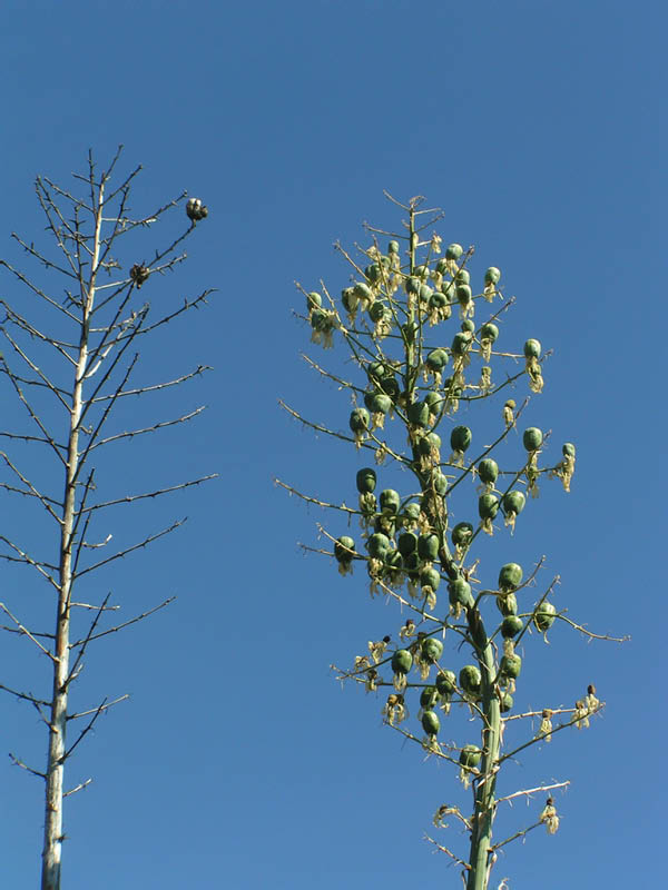 Yucca whipplei in fruit, Nicholas Flat