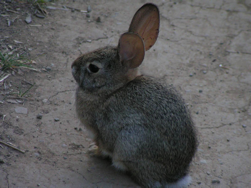 rabbit, Big Sycamore Canyon, near campground