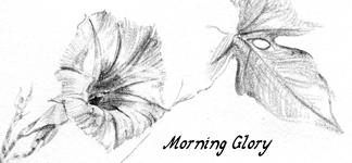 drawing: morning glory