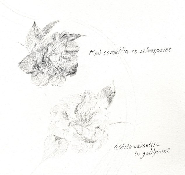 flowers-06.jpg - camellias in metalpoint (contrast enhanced)