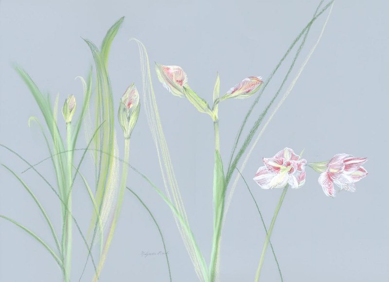 flowers-08.jpg - Amaryllis From Bud to Bloom