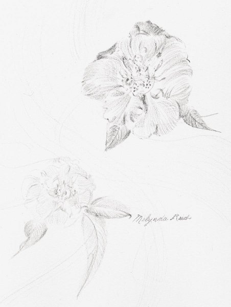 flowers-10.jpg - Camellias Over White