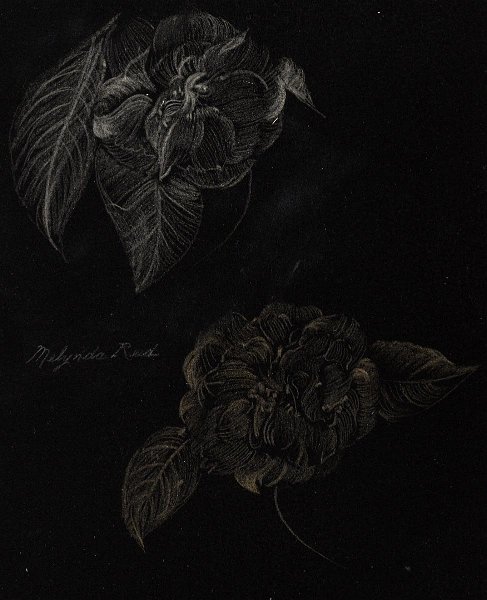 flowers-11.jpg - Camellias Over Black (silverpoint)