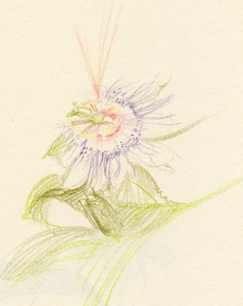 flowers-15.jpg - pasisonflower