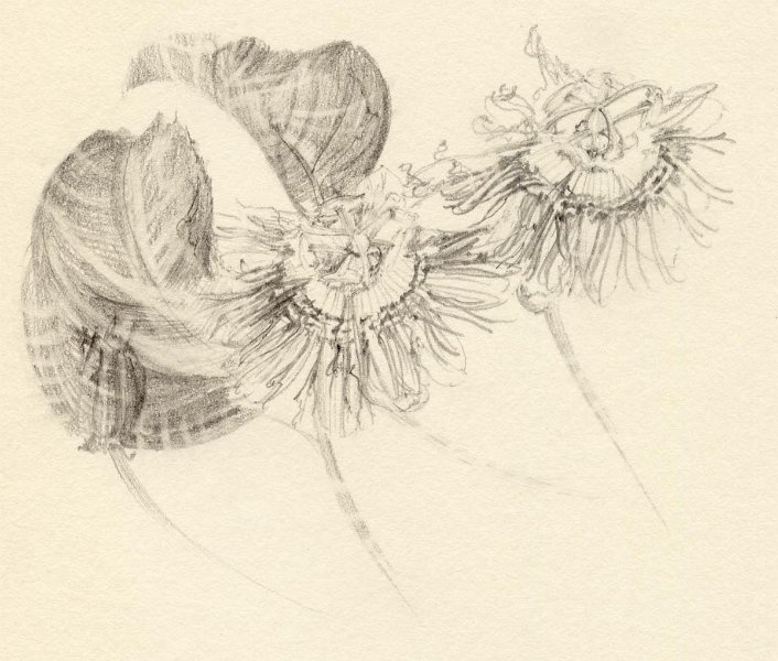 flowers-16.jpg - passionflower