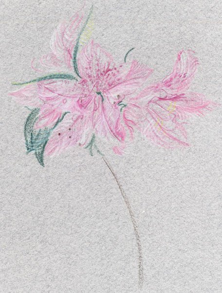 flowers-31.jpg - delicate azalea