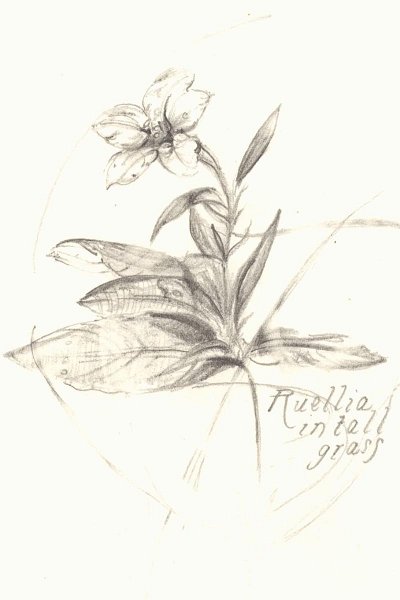 flowers-41.jpg - Ruellia in tall grass