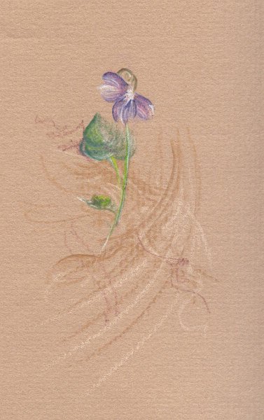 flowers-44.jpg - purple violet
